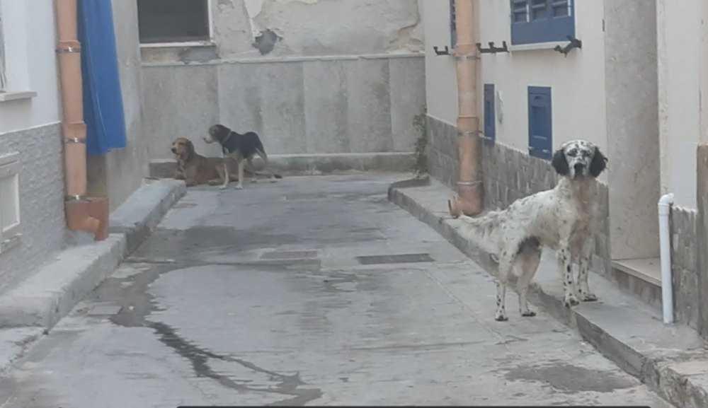 dogs.png